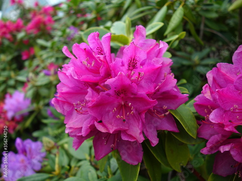 Rhododendron   blooming azalea - beautiful flowering decorative shrubs