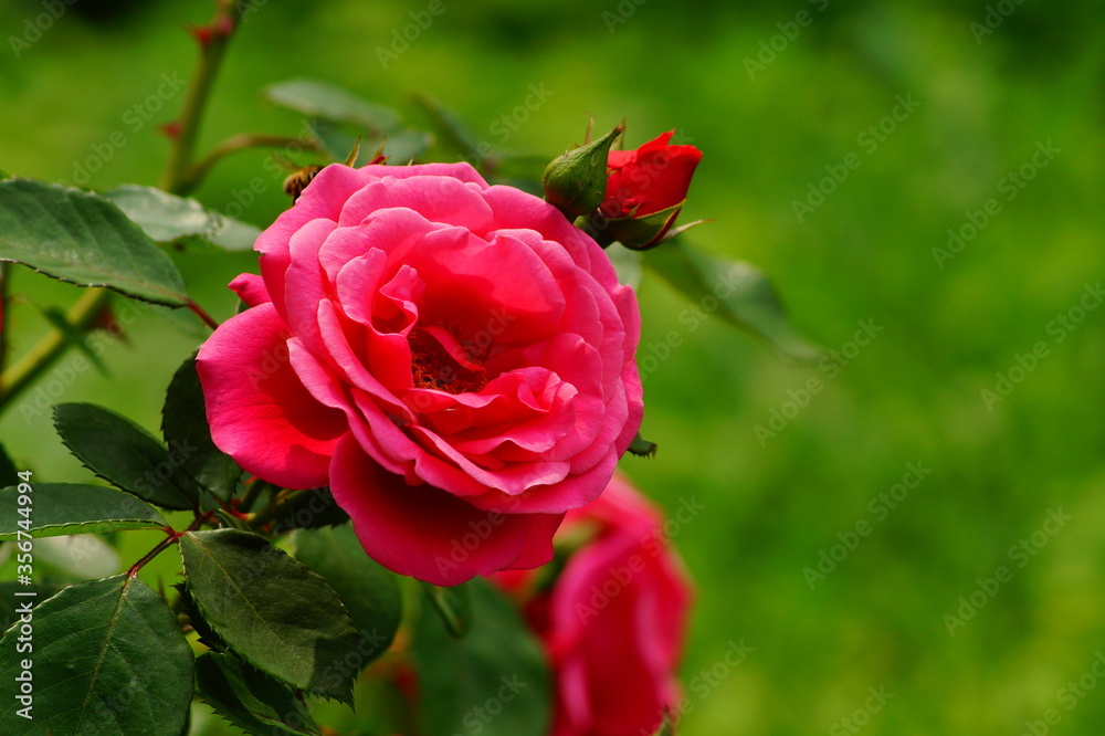 Fototapeta premium Beautiful , fragrant rose bush in the garden at summer day