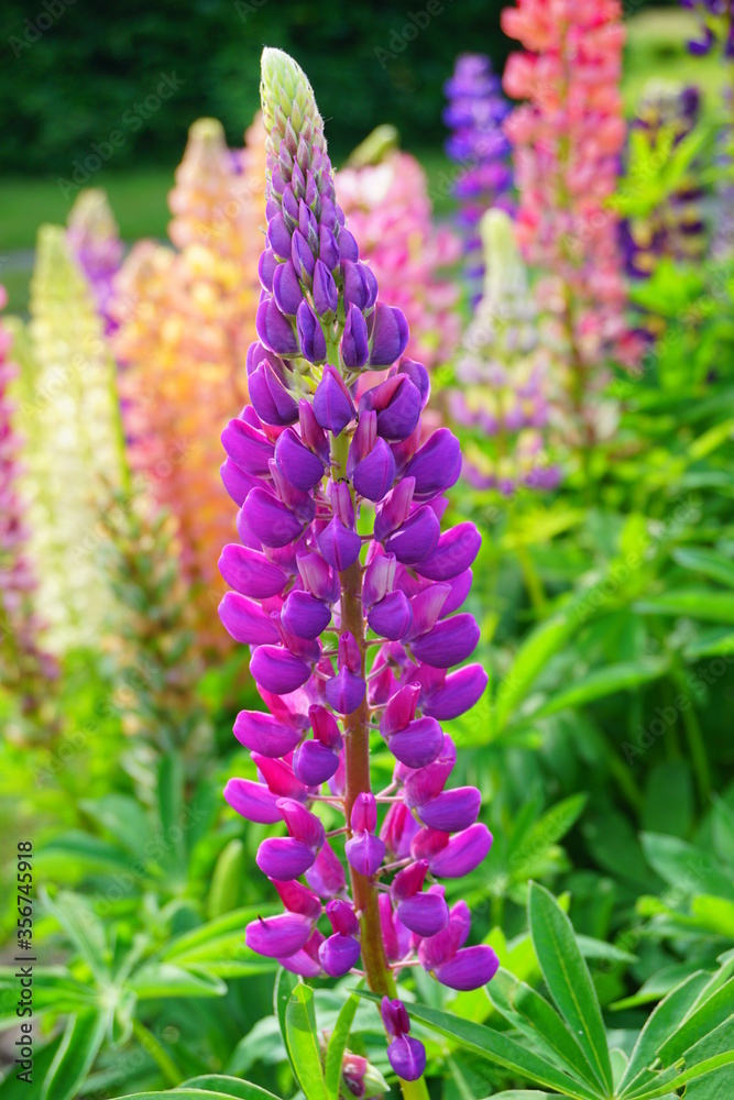 Blooming colorful lupine flowers - Lupinus polyphyllus - a garden on a sunny spring day- purple lupine, garden decorations Blooming colorful lupine flowers - Lupinus polyphyllus - a garden on a sunny spring day- purple lupine, garden decorations