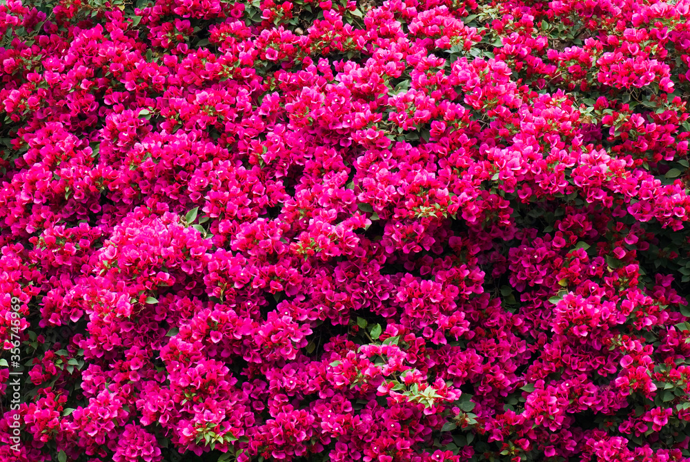Beautiful bougainvillea flower in the garden Beautiful bougainvillea flower in the garden