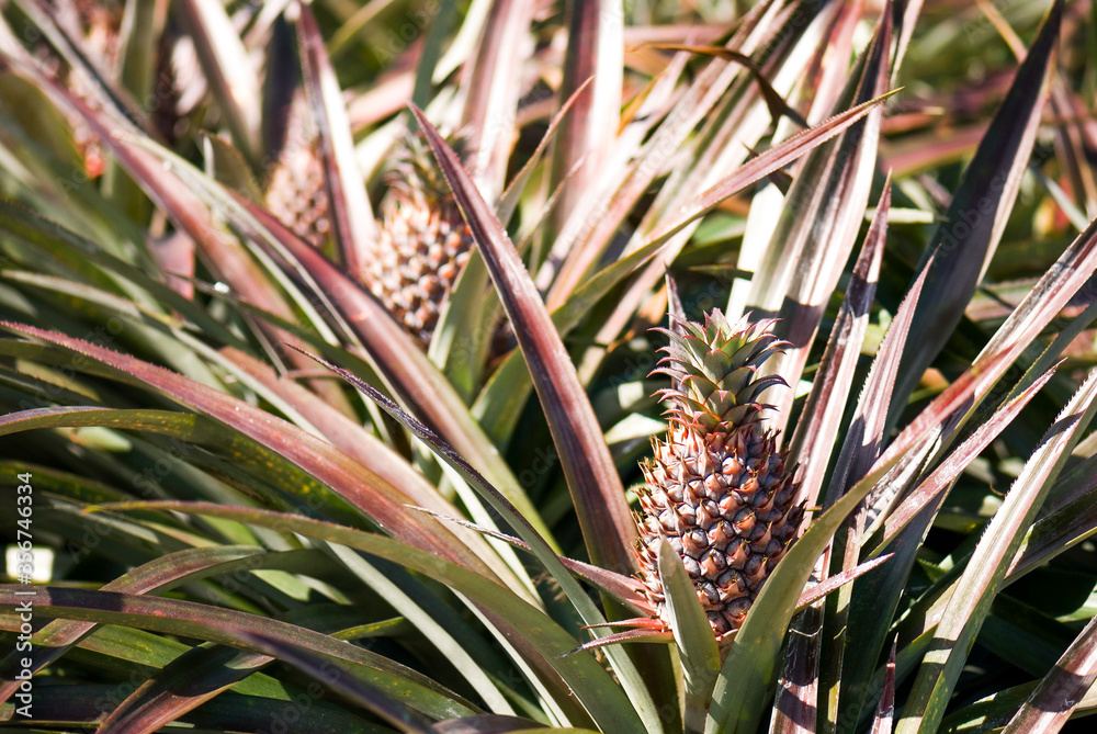 Pineapple in the field , tropical fruit of Taiwan. Pineapple in the field , tropical fruit of Taiwan.