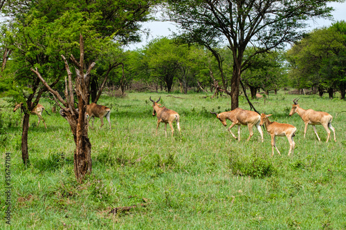 Herd of Hartebeests in Northern Serengeti  Tanzania