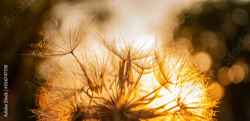 the rays of the setting sun illuminate a large fluffy dandelion close-up