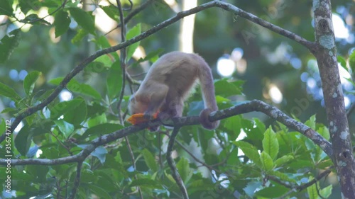 Wild capuchin monkey eating fruit in the forest of Bolivia