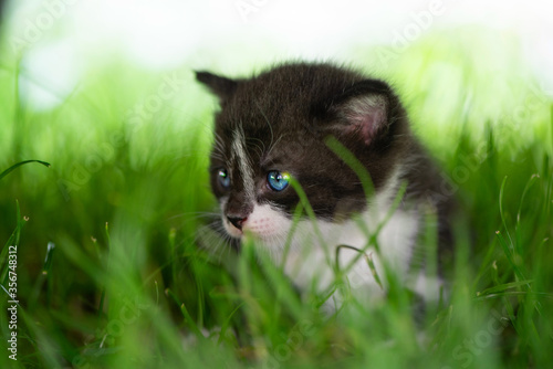 Portrait of a cute blue-eyed kitten in the grass. Close-up photo.