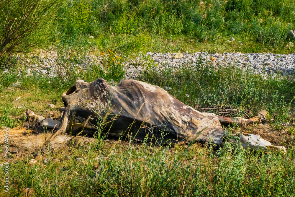 The corpse of a horse in the wild. The body of a dead horse on the