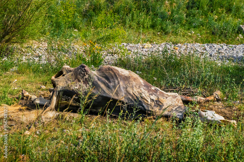 The corpse of a horse in the wild. The body of a dead horse on the ground in the grass. The corpse of a horse decays. Cadaverous spots on the skin. Skeleton of a horse. Bones, hair next to the corpse.