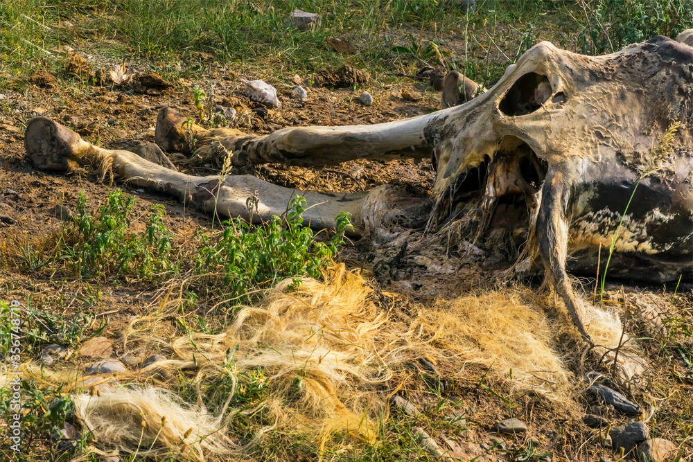 The corpse of a horse in the wild. The body of a dead horse on the ground in the grass. The corpse of a horse decays. Cadaverous spots on the skin. Skeleton of a horse. Bones, hair next to the corpse. The corpse of a horse in the wild. The body of a dead horse on the ground in the grass. The corpse of a horse decays. Cadaverous spots on the skin. Skeleton of a horse. Bones, hair next to the corpse.