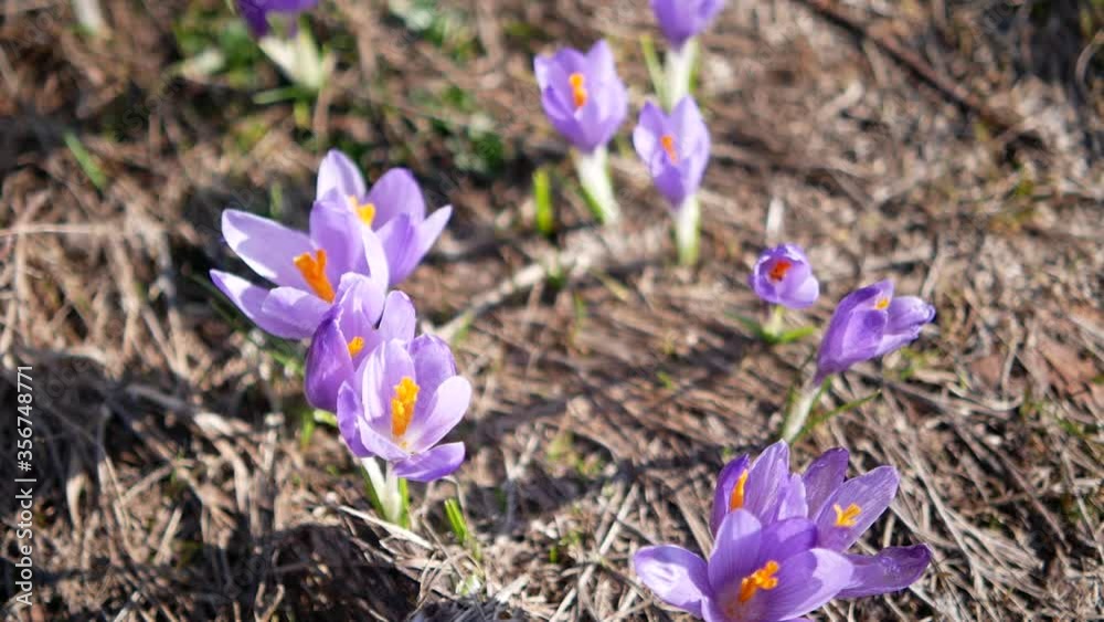 spring crocus flowers, Crocus flowers on a mountain meadow in early spring, close up shot spring crocus flowers, Crocus flowers on a mountain meadow in early spring, close up shot