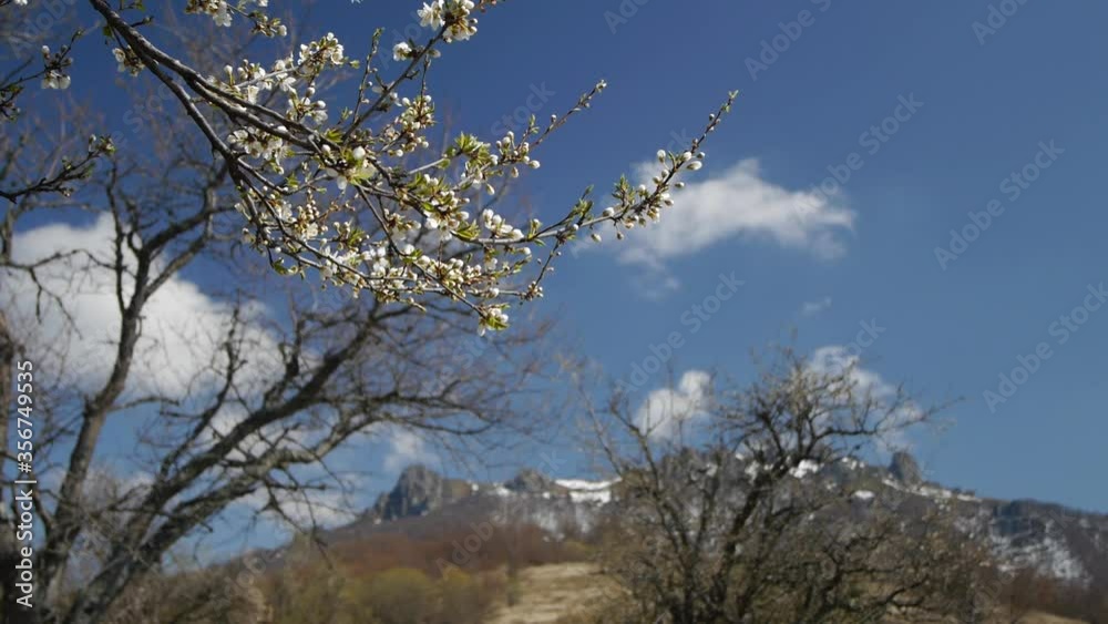 Mountain landscape rocky picks of mountain with snow trails, a branch of a fruit tree with white flowers in the foreground, trees and sky Mountain landscape rocky picks of mountain with snow trails, a branch of a fruit tree with white flowers in the foreground, trees and sky