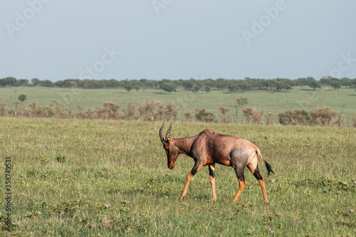 Lone Topi in the Serengeti, Tanzania