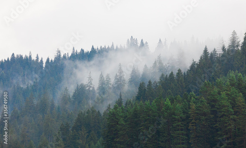 Fototapeta Naklejka Na Ścianę i Meble -  forest and fog after rain