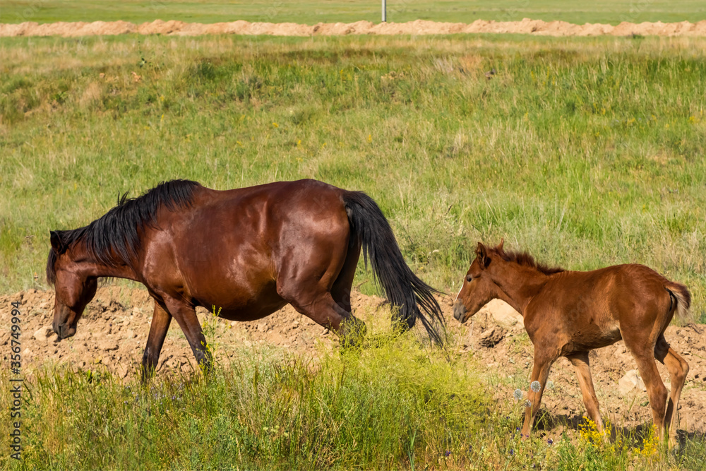 Horse and foal in the steppe. Brown Horses graze in their natural habitat. Summer steppe landscape. horse pasture. Meadow with green grass and flowers. The beauty of free horses.