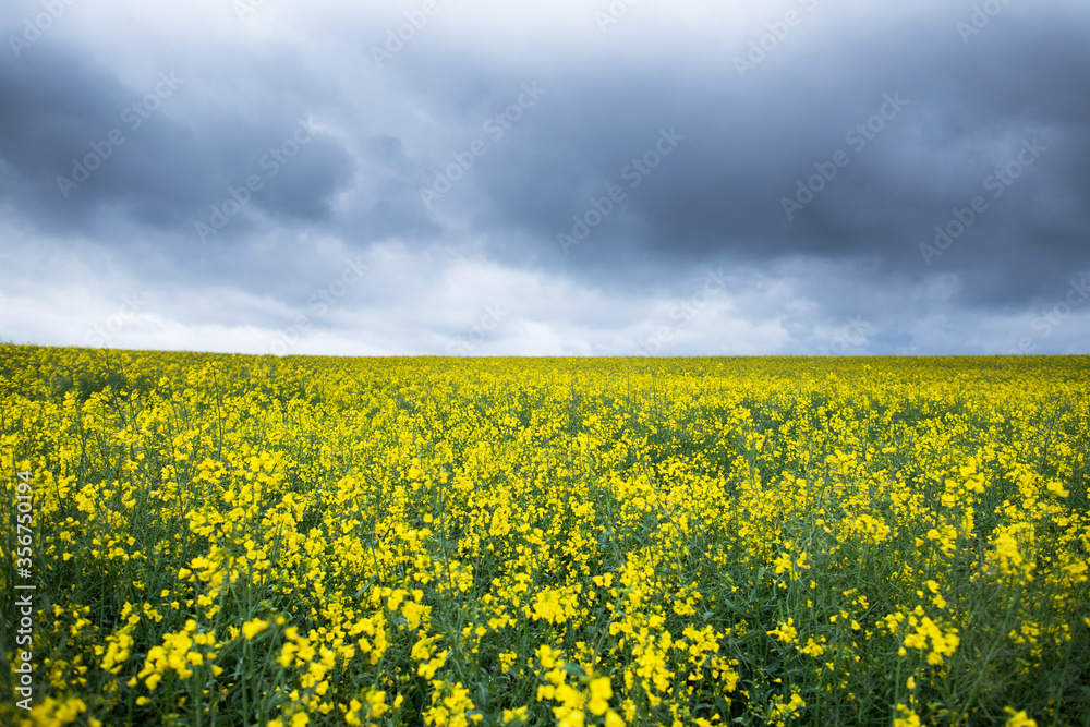 Fototapeta premium Yellow rapeseed field. Raw materials for biofuels, biodiesel