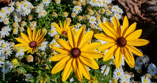 yellow flowers in the garden