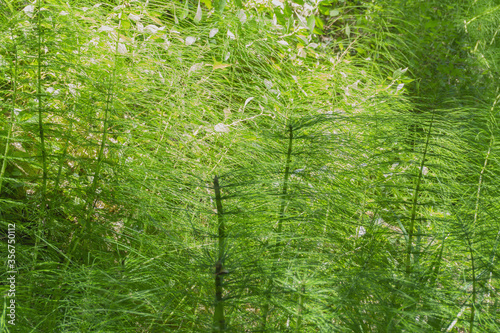 Green natural background of horsetail plants or Equisetum arvense. Fresh spring foliage. 