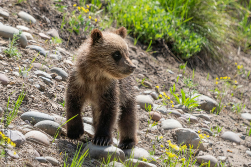 Grizzly Bear cub standing on hillside in Grand Teton National Park looking to the distance.
