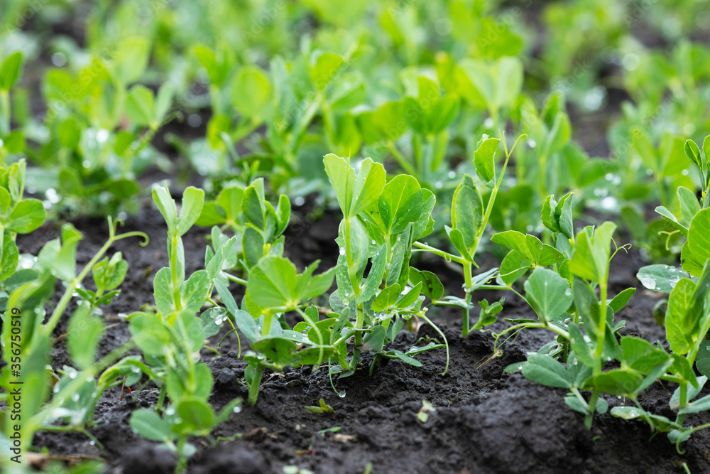 Young green peas on a farm field. Natural agriculture