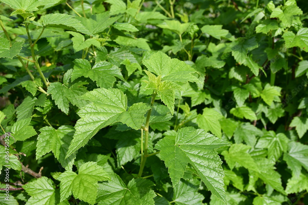 Young branches and leaves of currant close-up Young branches and leaves of currant close-up