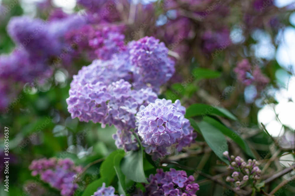 purple lilac branch in the garden selective focus purple lilac branch in the garden selective focus