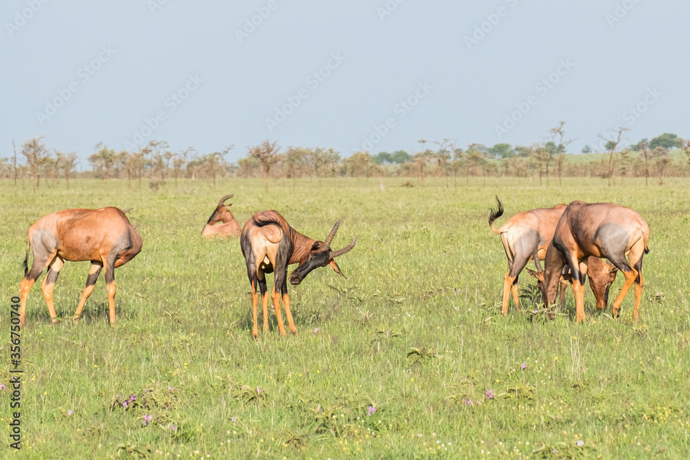 Fototapeta premium Topi grazing in the Serengeti, Tanzania 
