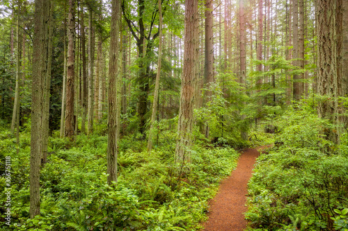 Lush Temperate Rain Forest Trail in the Pacific Northwest. Fir, cedar and hemlock trees are present in this colorful northwest rain forest located in the Salish sea area of western Washington state.
