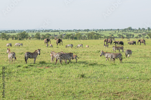 Zebras and elephants grazing in the grasslands of the Serengeti  Tanzania