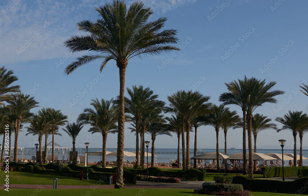 palm trees grow on the shore of the picturesque sea