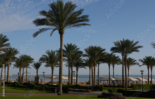 palm trees grow on the shore of the picturesque sea © Igor