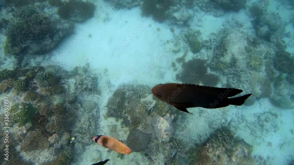 Underwater shot of marine flock of fish among multi-colored-coral Underwater shot of marine flock of fish among multi-colored-coral