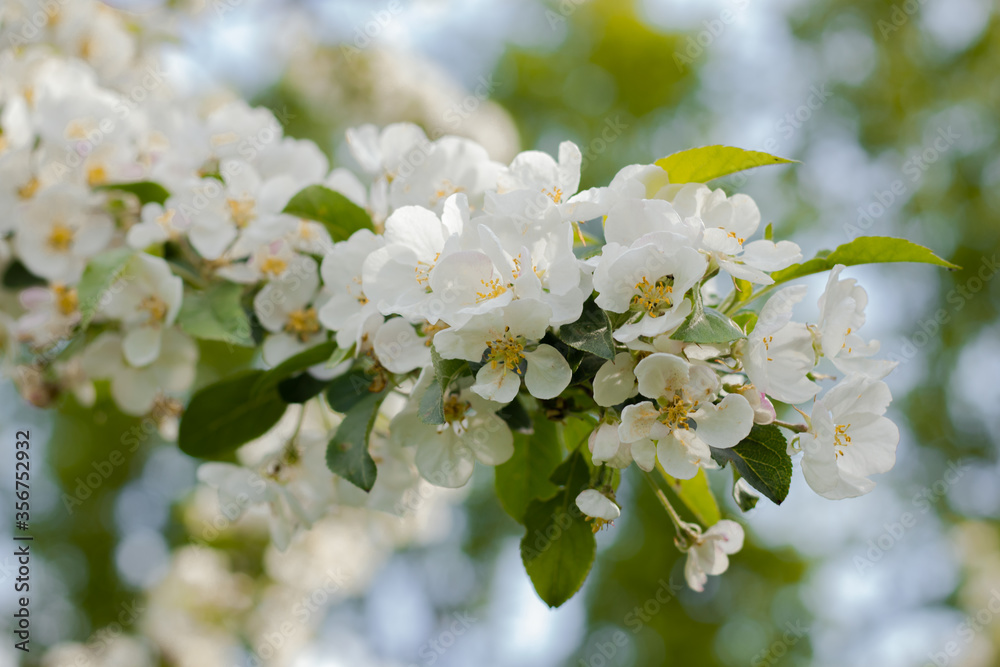 Blooming apple tree in spring time. White color. Blossoming tree of an apple-tree. spring season. Blurred background. Beautiful apple tree blooming, gentle little white flowers on twig over blur gree