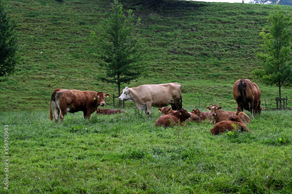 cows and calves on a green meadow cows and calves on a green meadow