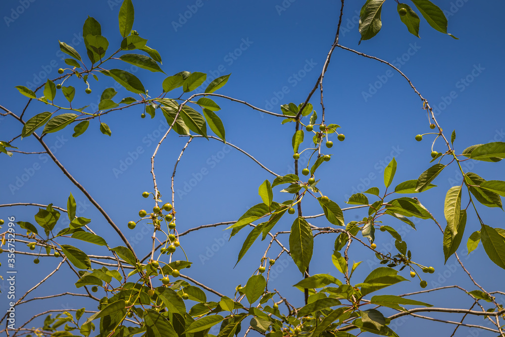 Unripe cherries ripen on the tree in spring, shallow depth of field, green leafs and blue sky background Unripe cherries ripen on the tree in spring, shallow depth of field, green leafs and blue sky background