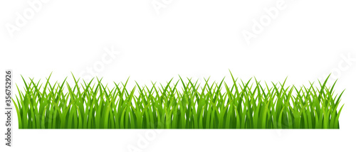 Green meadow grass - isolated lawn floral element - vector illustration
