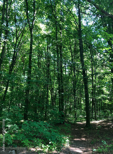 path in the forest