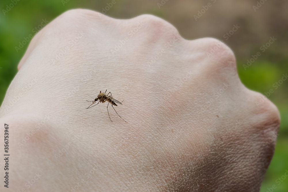 Obraz premium mosquito on the hand, piercing the skin and drinking the blood. mosquito bites. Will cause malaria disease.