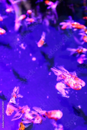 金魚と錦鯉 © blue moon dragon  
