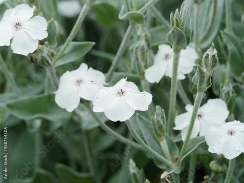 Lychnis coronaria alba - Coquelourdes des jardins à inflorescence blanche au sommet de tiges rigides, grisâtres et velues, feuillage lancéolé et argenté photo