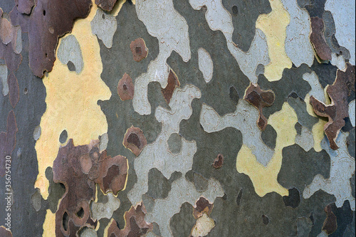 bark of a tree on the trunk during autumn with irregular colorful shapes like a camouflage military cloth photo