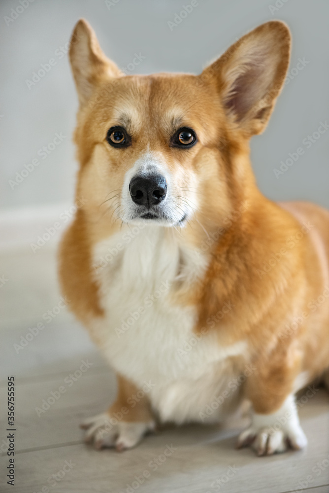 Portrait of welsh corgi pembroke dog