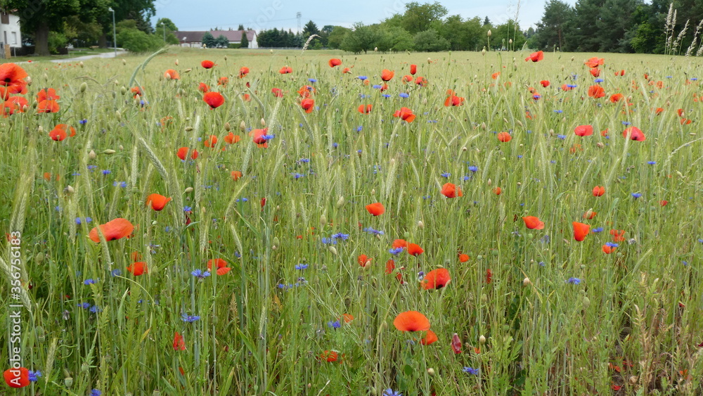 Fototapeta premium Mohnblumen und Kornblumen / poppys and cornflowers