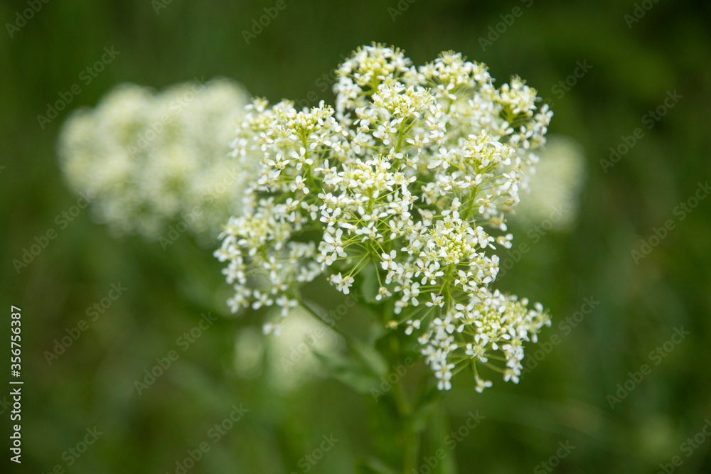 white flowers in the field white flowers in the field