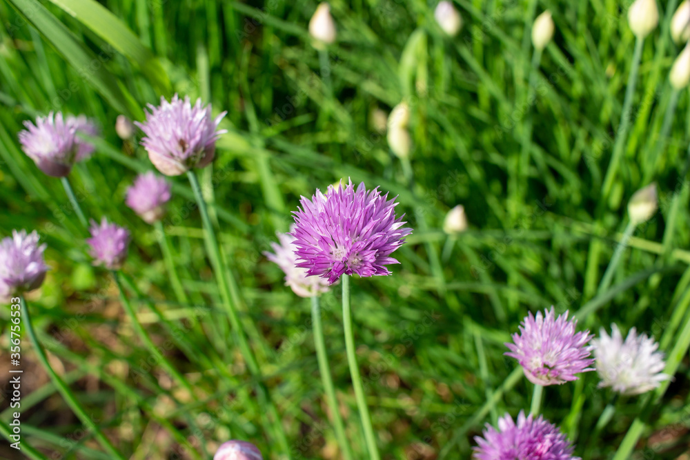 Close landscape view of fresh blooming chives flower blossoms in an outdoor garden setting Close landscape view of fresh blooming chives flower blossoms in an outdoor garden setting