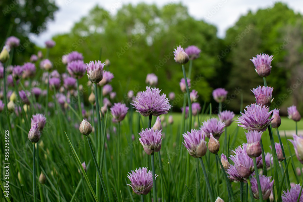 Close landscape view of fresh blooming chives flower blossoms in an outdoor garden setting