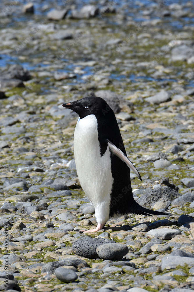 Fototapeta premium Adelie penguin at Brown Bluff, Antarctica