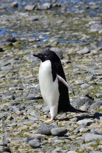 Adelie penguin at Brown Bluff, Antarctica