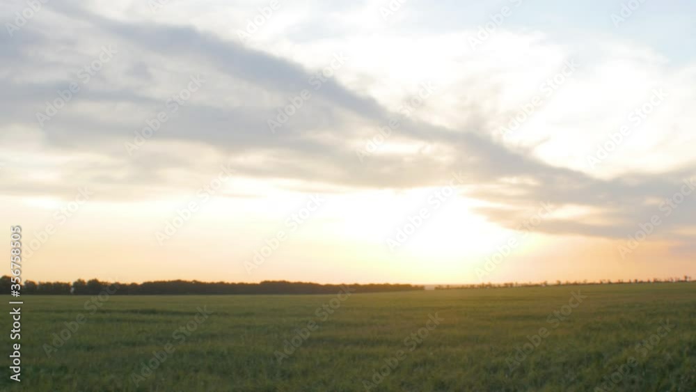field of wheat spikelets, summer nature, beautiful landscape with cloudy sunset sky, shooting with a crane, camera fly over field of wheat spikelets, summer nature, beautiful landscape with cloudy sunset sky, shooting with a crane, camera fly over