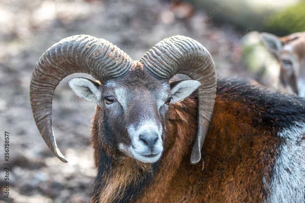 European mouflon (in german Europäischer Mufflon) Ovis gmelini musimon, Ovis orientalis musimon, Ovis aries musimon European mouflon (in german Europäischer Mufflon) Ovis gmelini musimon, Ovis orientalis musimon, Ovis aries musimon