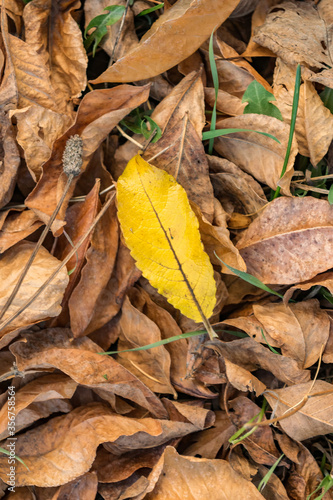dry autumn leaves with a yellow leaf