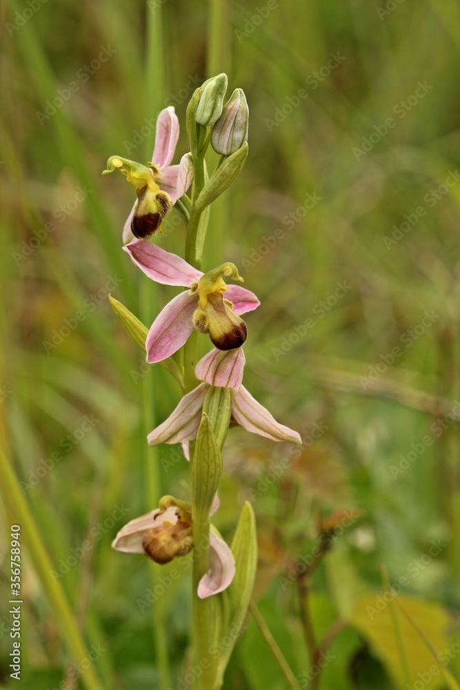 Varietät der Bienen-Ragwurz (Ophrys apifera var. bicolor). Varietät der Bienen-Ragwurz (Ophrys apifera var. bicolor).